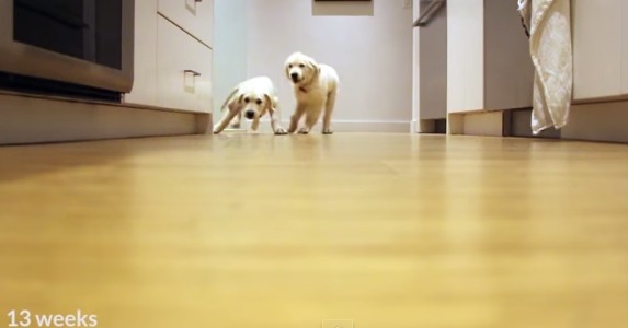 【動画】「ごはん！」で走ってくる２匹の子犬！成長記録にほっこり