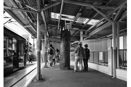 御神木写真展、日本全国100点披露　2月5-11日 画像