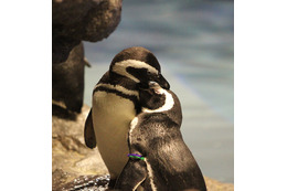 すみだ水族館の幻想的なホワイトデー「ペンギンと音楽の夜」