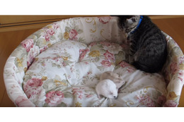 【動画】ハムスターにビビりすぎな子猫 画像