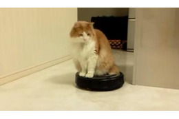 【動画】ルンバにのる猫さん 画像