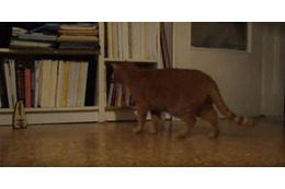 【動画】猫 vs メトロノーム