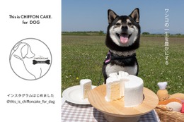 犬用シフォンケーキ専門インスタ開設！愛犬家の新たな交流の場に 画像