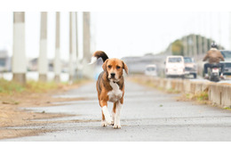 一匹の保護犬の感動の実話『石岡タロー』東京公開決定 画像