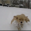 【癒し】雪のなかを駆け回るゴールデンの子犬たち
