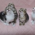 【動画】シンクロする4匹の子猫に悶絶 画像