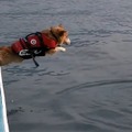 【動画】コーギーが海に必死のジャンプ!! 飛び込む姿が健気でカワイイと話題