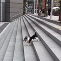【動画】階段を利用して、1人でボール遊びを完結させる賢い犬