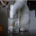 【動画】そこまでしてグラスの水を飲む？必死すぎる猫