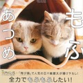 『飛び猫』写真展が開催！「春の飛び猫写真展　全国巡回」栃木・福島・京都の3都市で！
