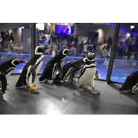 【GW】ペンギンが水槽の外に出てペタペタと 画像