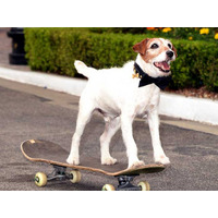 『アーティスト』の名演で知られる俳優犬・アギー、13歳で亡くなる 画像