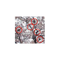 桜の木が危ない！　枯れる恐れもある原因不明の“こぶ病”を調査 画像
