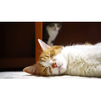 【動画】気持ちよく寝ている猫！背後から刺客が 画像