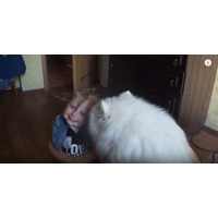 【動画】チューしたい！サモエド犬のキスの嵐に笑い転げる女の子 画像
