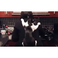 【動画】料理中のママにかまって欲しい!?　隙を狙って…猫ちゃんは… 画像