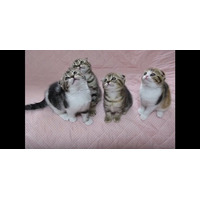 【動画】シンクロする4匹の子猫に悶絶 画像