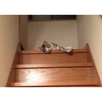 【動画】ぐにゃぐにゃ階段を降りる猫さん 画像