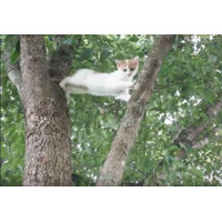 【動画】木から降りれなくなった子猫を助けようと母猫が…… 画像