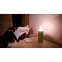 【動画】ローソクの灯りに猫パンチ！ 画像