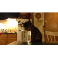 【動画】水を飲む姿勢で寝てしまった子猫 画像