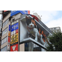 新宿駅前の巨大3D三毛猫に注目集まる！今後期待される新しい広告ビジョン 画像