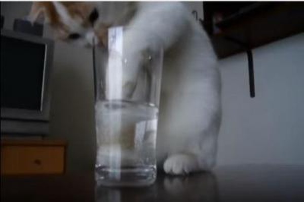 動画 そこまでしてグラスの水を飲む 必死すぎる猫 Rbb Today