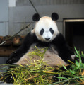 上野動物園のジャイアントパンダ「シンシン」