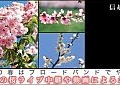 ＠NetHome、信越地区の花見どころをライブ中継する「信越桜前線」