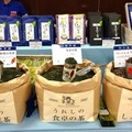 国産紅茶、佐賀県嬉野「相川製茶舗」