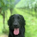岡山ワインバレーの愛犬