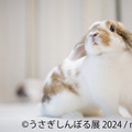 うさぎしんぼる展 2024