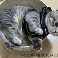 ねこ休み展 秋 2024