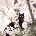 黒猫フェスティバル