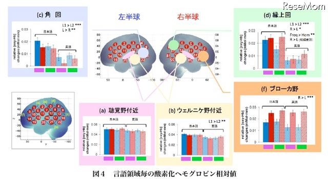 小学生、英単語を処理する脳活動の基本パターンを解明 言語領域毎の酸素化ヘモグロビン相対値