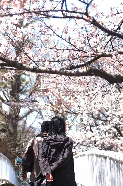 国立市の桜