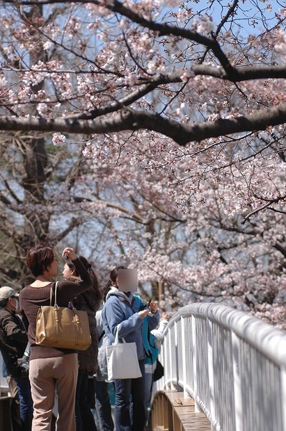 国立市の桜