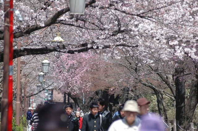 国立市の桜