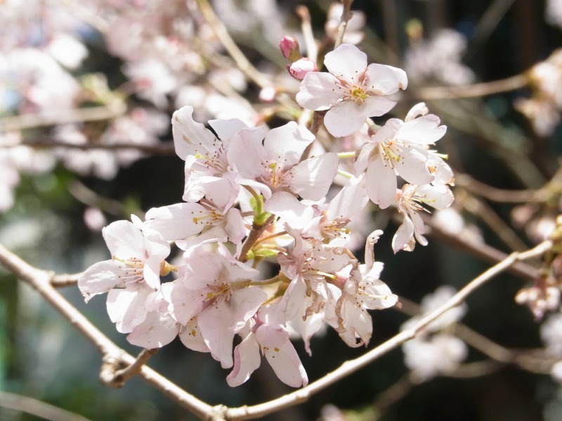 上野公園