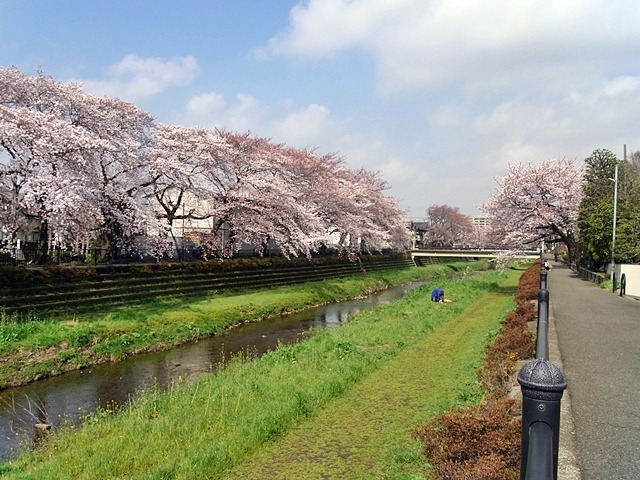 調布市 野川沿い