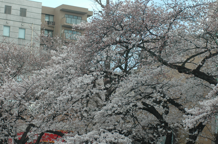 国立市の桜