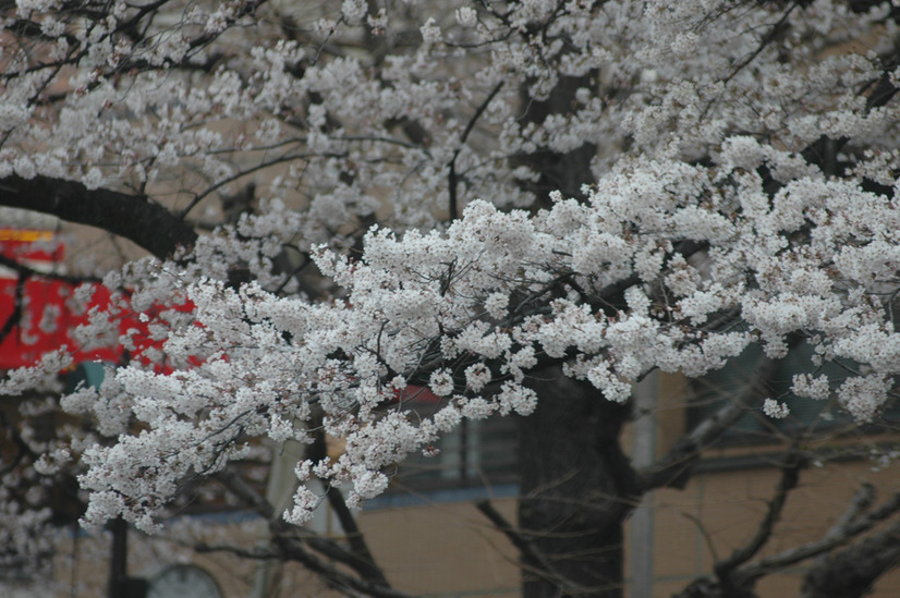 国立市の桜