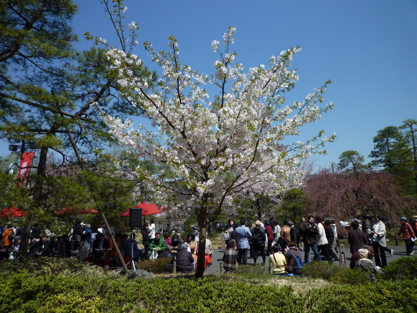 国立劇場前の桜