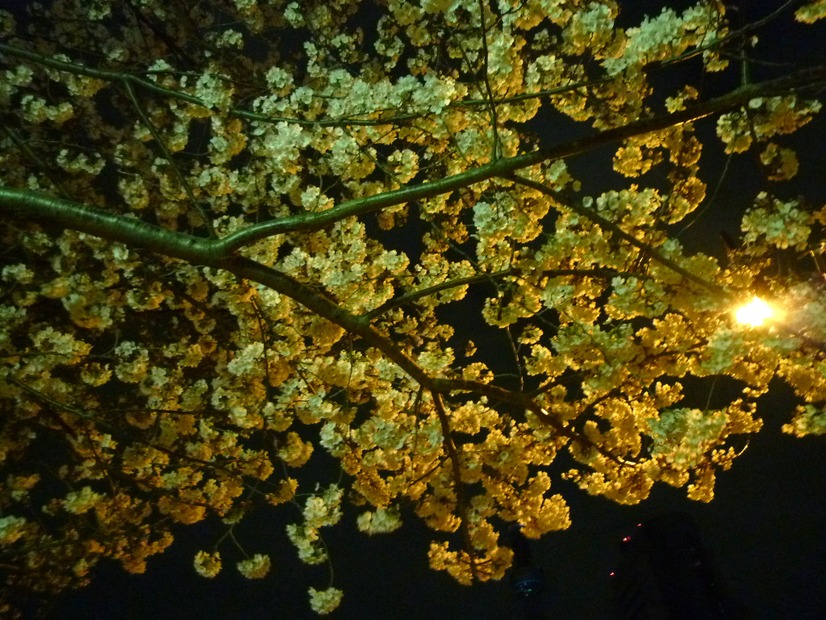 隅田公園の夜桜