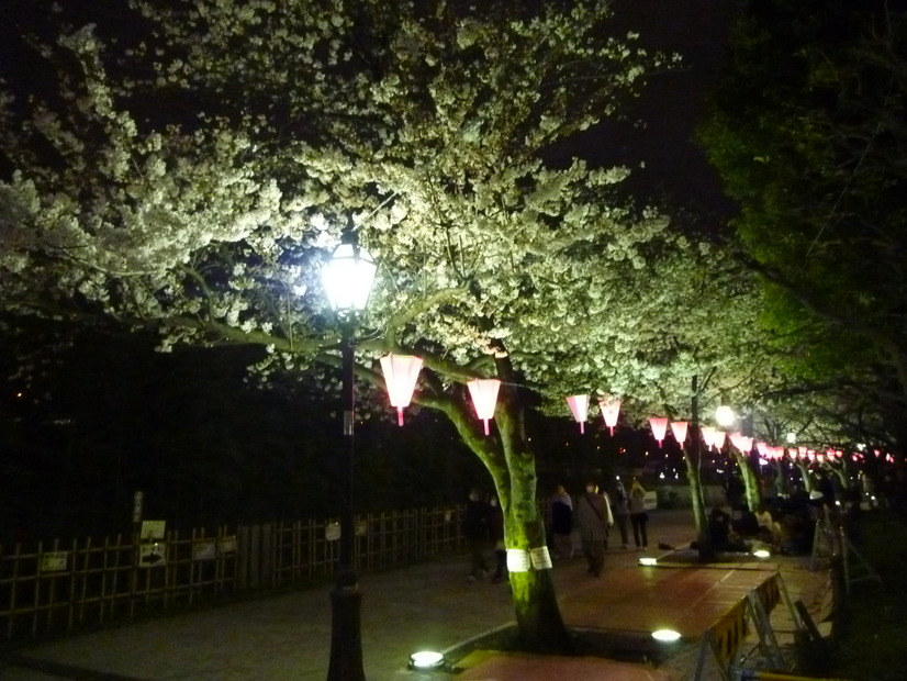 隅田公園の夜桜