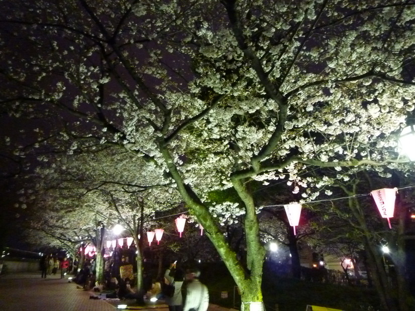 隅田公園の夜桜