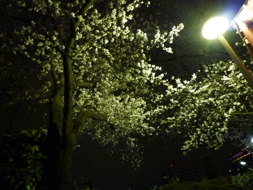 隅田公園の夜桜