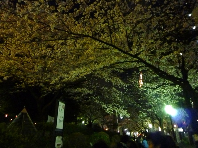 隅田公園の夜桜