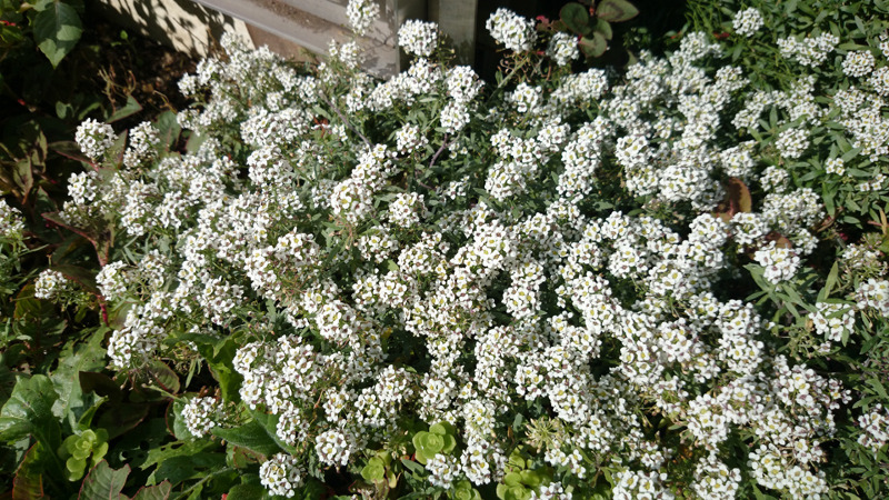 晴れた日の昼間光で花壇を撮影