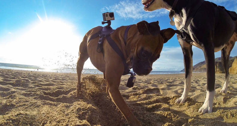 犬の視点で撮影 Gopro 初のペット向けアクセサリー Fetch 発売 1枚目の写真 画像 Rbb Today